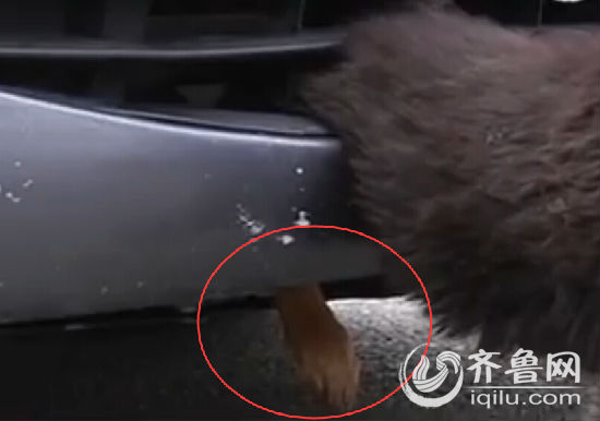 煙臺小狗倆后腿被卡保險杠里 車主鋸斷中網救狗