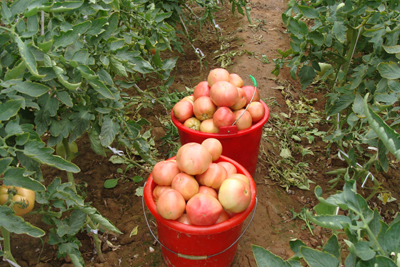 王墳鎮(zhèn)有機(jī)蔬菜質(zhì)量好賣價高銷售俏