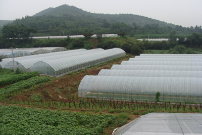 王墳鎮(zhèn)有機(jī)蔬菜質(zhì)量好賣價高銷售俏