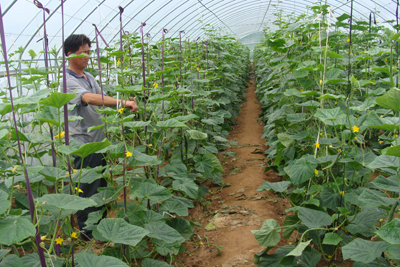 王墳鎮(zhèn)有機(jī)蔬菜質(zhì)量好賣價高銷售俏