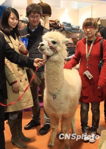 網絡神獸