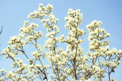 今春“百花齊放”盛景提前呈現 3月可賞4月景