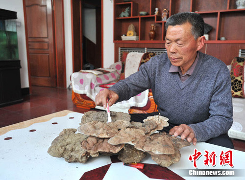 河北曲陽(yáng)大茂山發(fā)現(xiàn)一株重20斤特大野生靈芝
