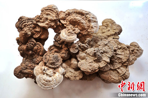 河北曲陽(yáng)大茂山發(fā)現(xiàn)一株重20斤特大野生靈芝