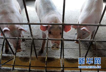 暴利驚人:揭秘“瘦肉精”地下產業鏈