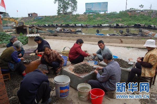 國家級濕地保護區龍感湖因旱被迫延長禁漁期(圖)