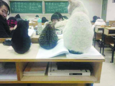 蘇大學術貓“喵喵軍團”躥紅網絡