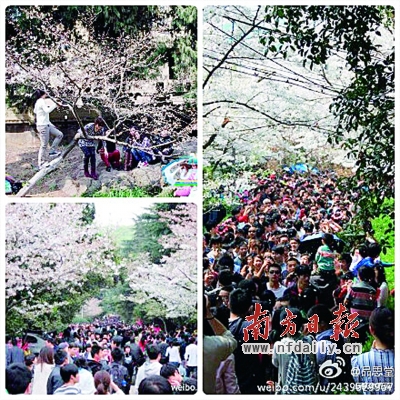 十萬(wàn)游客擠珞珈 武大再遇“櫻花劫”