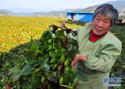 高清大圖：不只是食人魚 警惕“外來物種入侵”