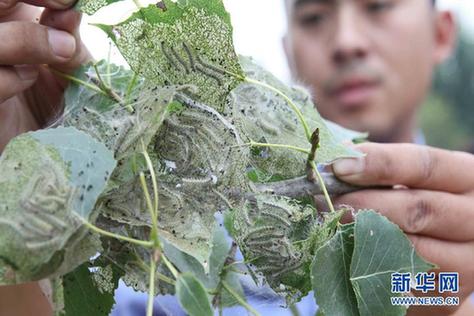 高清大圖：不只是食人魚 警惕“外來(lái)物種入侵”