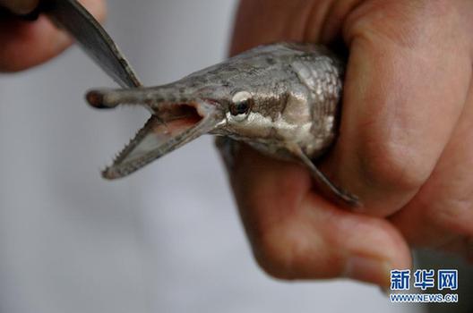 高清大圖：不只是食人魚(yú) 警惕“外來(lái)物種入侵”