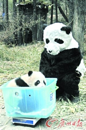 中國將第二次放歸大熊貓 若成功意義不亞于登月