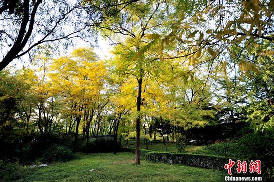 細(xì)數(shù)京城十大“最美秋天的角落”