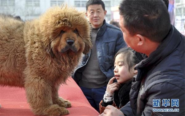 河北藏獒展上多只藏獒要價千萬引爭議 天價藏獒揭秘