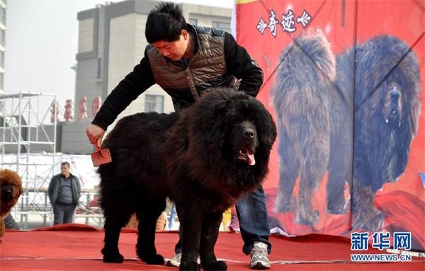 河北藏獒展上多只藏獒要價(jià)千萬引爭議 天價(jià)藏獒揭秘