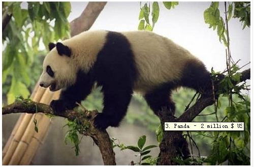 身價(jià)是大熊貓的20倍 盤點(diǎn)世界最貴那些動(dòng)物/圖