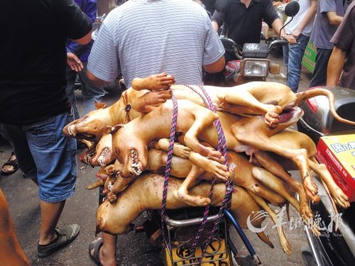廣西玉林狗肉節不顧抗議如期辦 1天吃上萬條狗