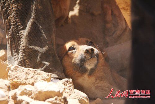 甘肅地震“狗堅(jiān)強(qiáng)”：小黃狗被埋31小時獲救