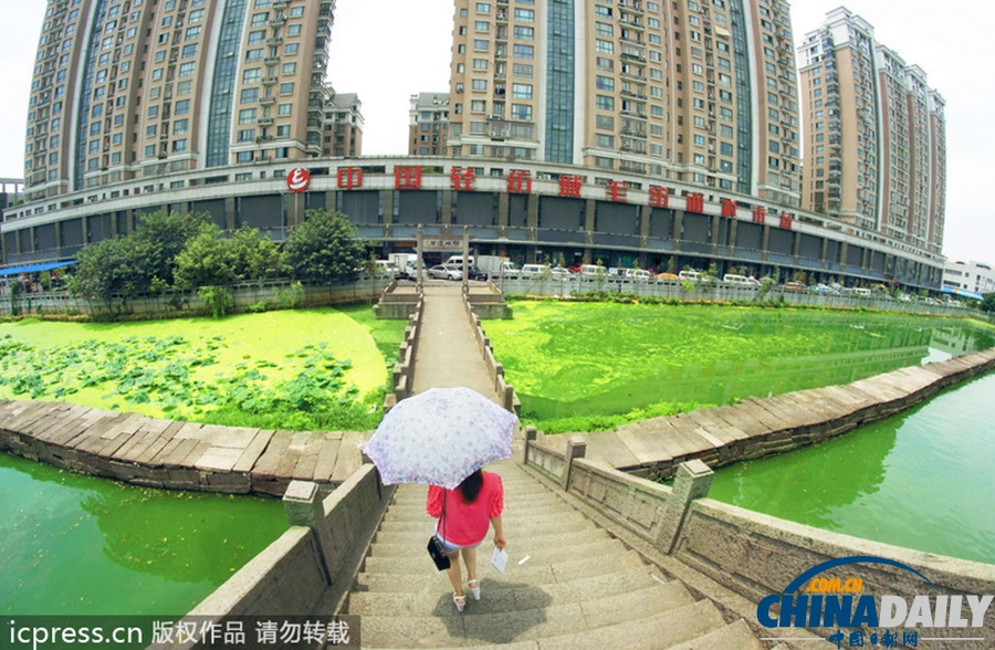 浙東古運(yùn)河藍(lán)藻肆虐 河水轉(zhuǎn)身一變綠顏料