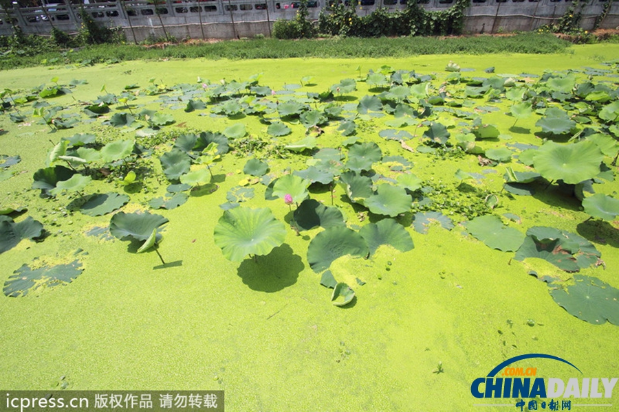 浙東古運河藍藻肆虐 河水轉(zhuǎn)身一變綠顏料