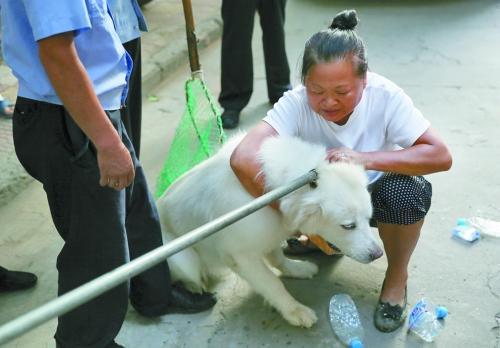 洛陽搞集中執(zhí)法狗患卻加重 市民不滿犬主有怨言