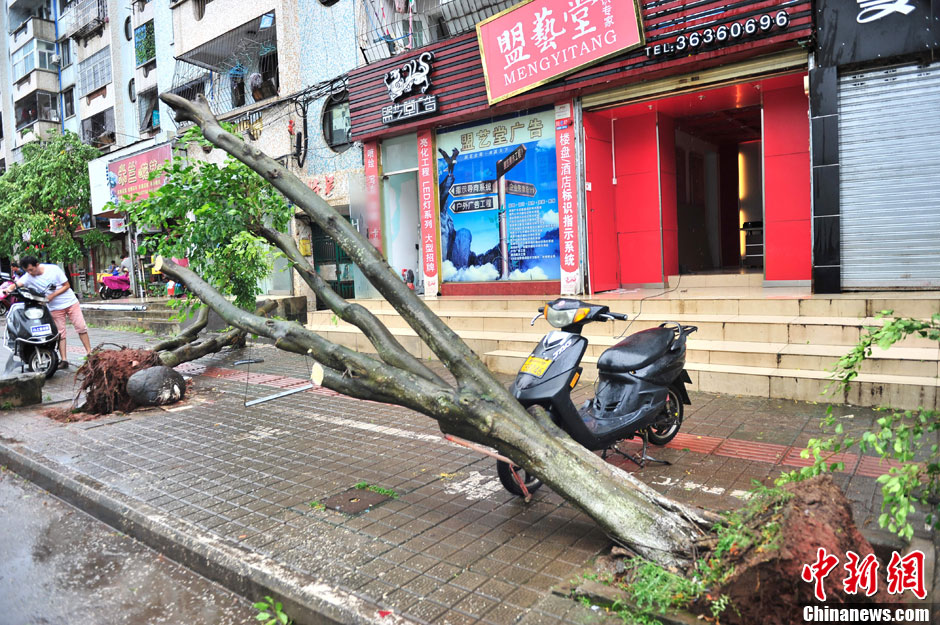 強熱帶風暴“飛燕”登陸海南 街邊大樹被連根拔起