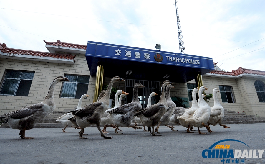 新疆警察推廣養鵝防盜 稱“比狗好使”