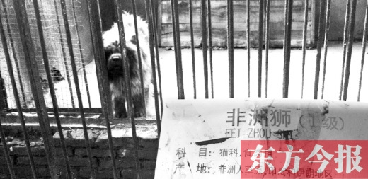 河南漯河動物園獅籠內養藏獒 家長驚呆(圖)