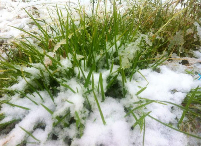 新疆八月飛雪打雪仗 內地高溫區網友羨慕不已