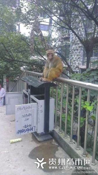 貴州野生獼猴下山入市區 亂翻垃圾嚇壞路人(圖)