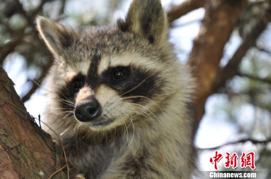 云南野生動物園一只浣熊疑被偷 與游人見面僅五天