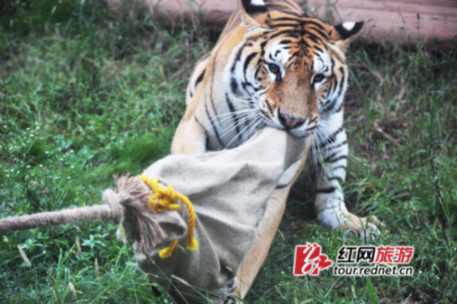 長沙動物園“人虎拔河”引爭議 回應稱為增強老虎野性