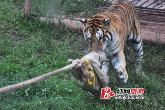 長沙動物園“人虎拔河”引爭議 回應稱為增強老虎野性