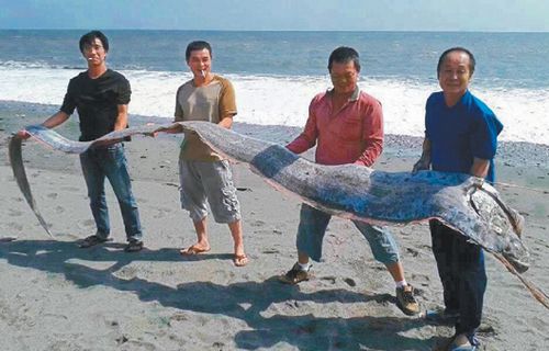 臺(tái)東釣得5米長地震魚 4個(gè)壯漢才抱得動(dòng)（圖）