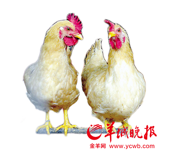 廣東專家預測：未來數月人染H7N9禽流感風險明顯增加