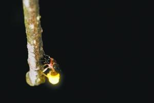 中國第一個螢火蟲博士研究螢火蟲13年