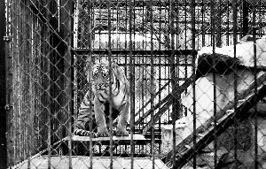 上海動物園老虎咬死飼養員 還有3年退休(圖)