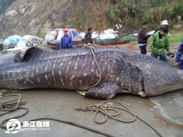 溫州漁民捕獲萬斤大魚 或遭漁業(yè)部門處罰