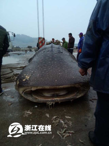 溫州漁民捕獲萬斤大魚 或遭漁業(yè)部門處罰