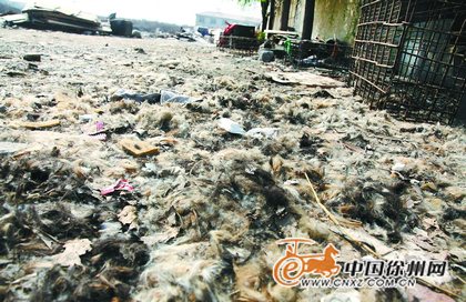 黑作坊殘忍殺狗每天殺50多條 用鎬把擊額頭