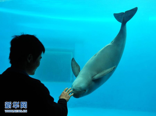 “水中大熊貓”江豚或?qū)缃^