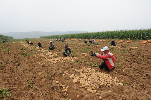 壽陽松塔鎮：小土豆趟出致富路