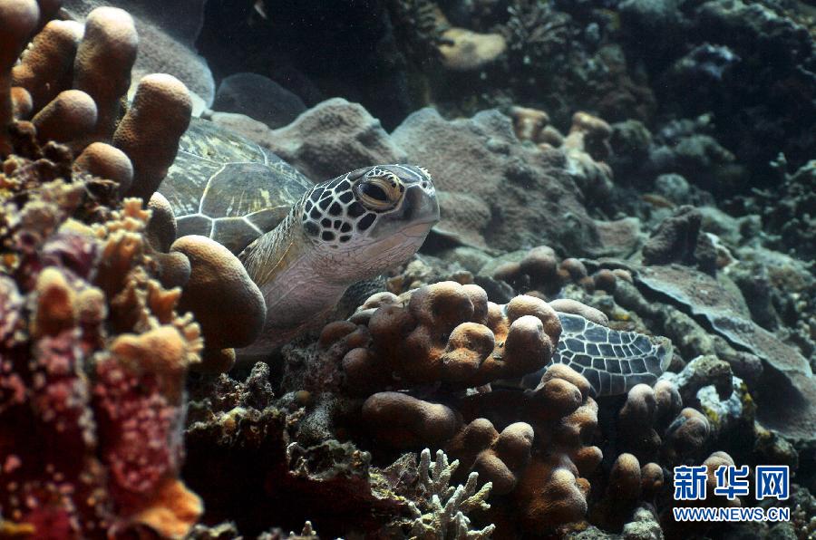 高清實拍印尼東部海域四王群島附近的海底世界
