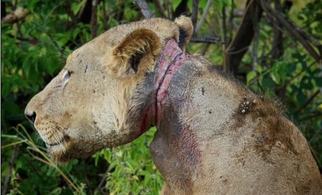 公獅遭“死亡項圈”勒頸3年 命懸一線終獲救