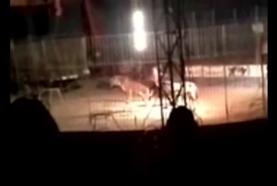 孟加拉虎表演時當眾咬死訓練員