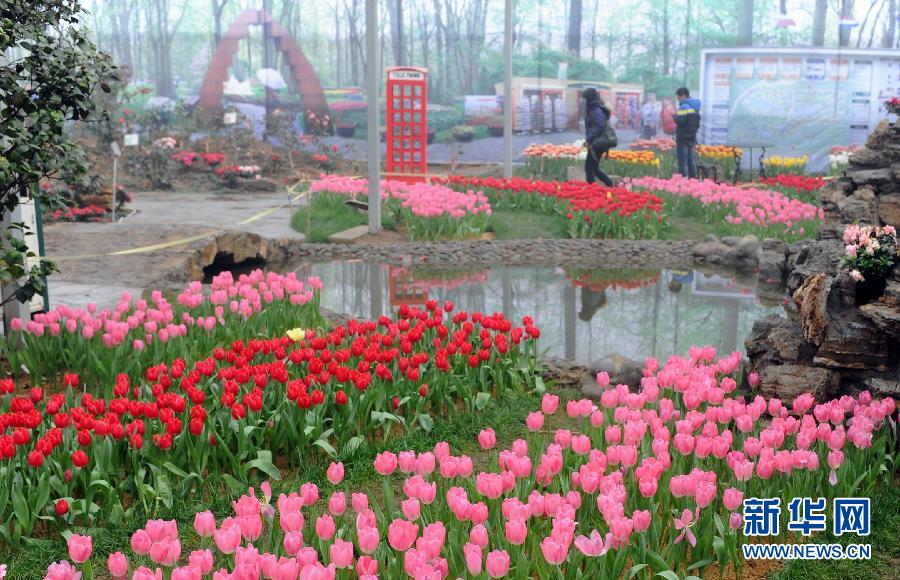 “花開意盎然，雀鳥上枝頭”：聽！春天的腳步聲