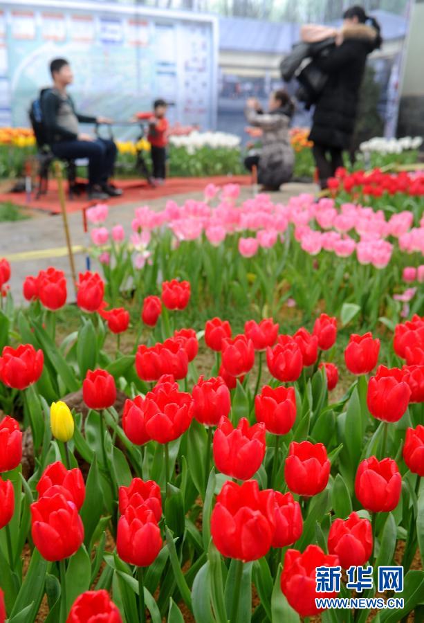 “花開(kāi)意盎然，雀鳥上枝頭”：聽(tīng)！春天的腳步聲