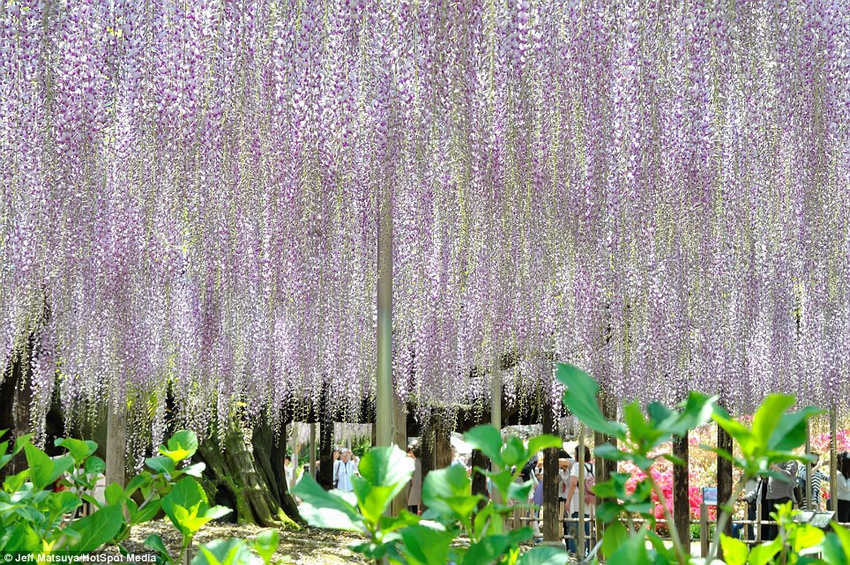 夢幻！《阿凡達》