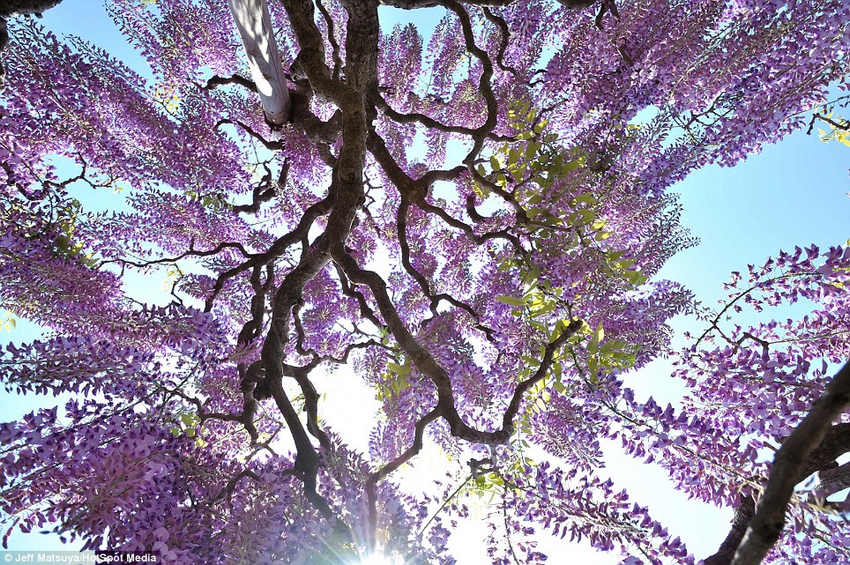 夢幻！《阿凡達》