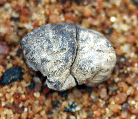 十個迄今發現的最古老物體：7000年石制面具